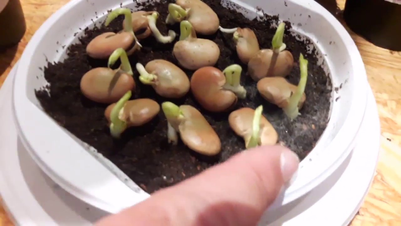 Quali sono le fasi di germinazione del micro green?