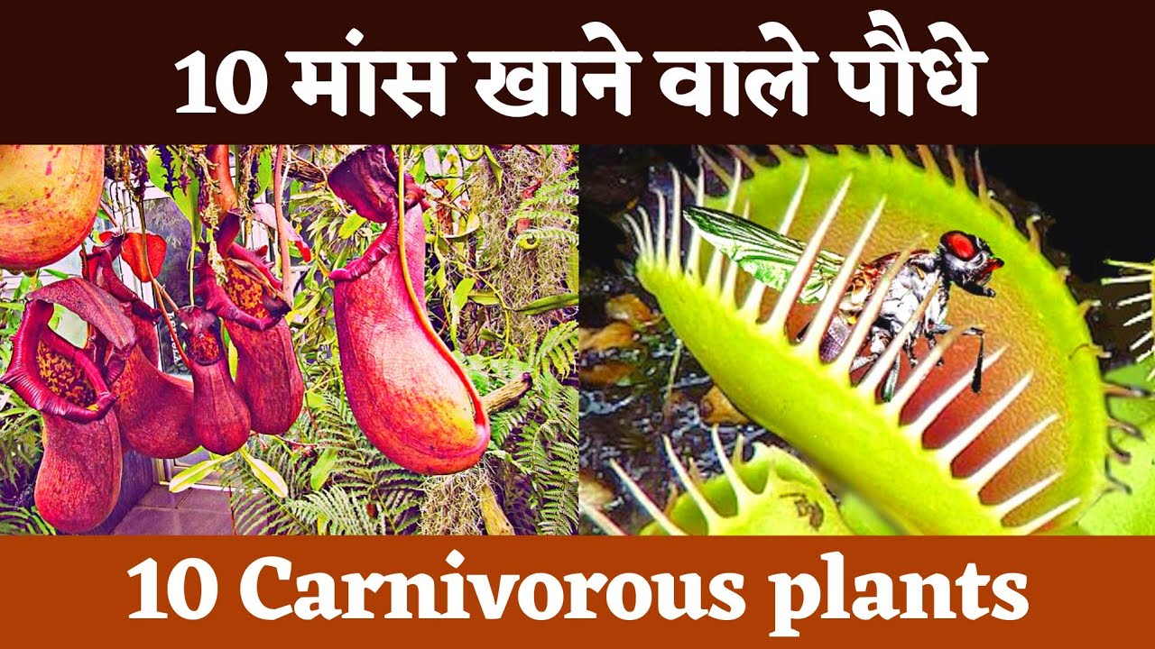 10 कीटभक्षी पौधे, मांसाहारी पौधे, Top 10 Carnivorous plants