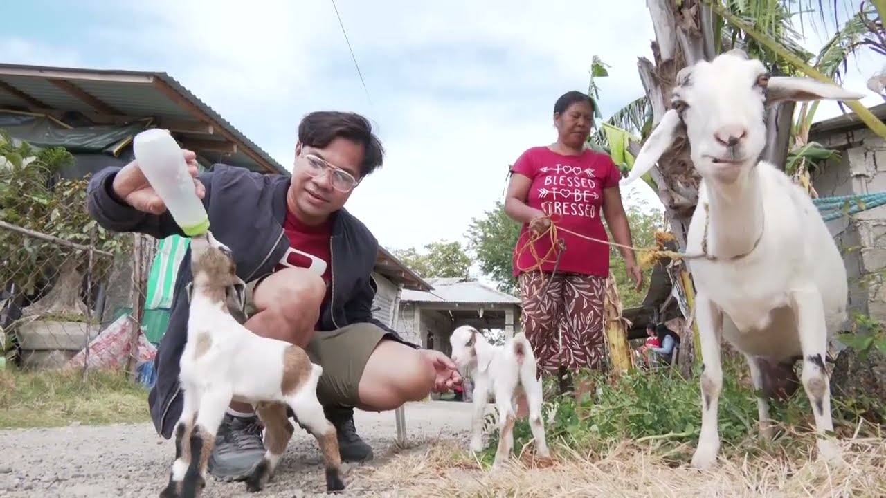 ILOCOS NORTE: Kalding, nangipasngay ti quintuplets wenno lima nga urbon iti Pasuquin