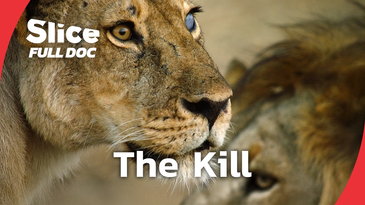 Lionesses vs. Giraffes: A Struggle for Survival in Drought-Hit Tanzania | FULL DOCUMENTARY