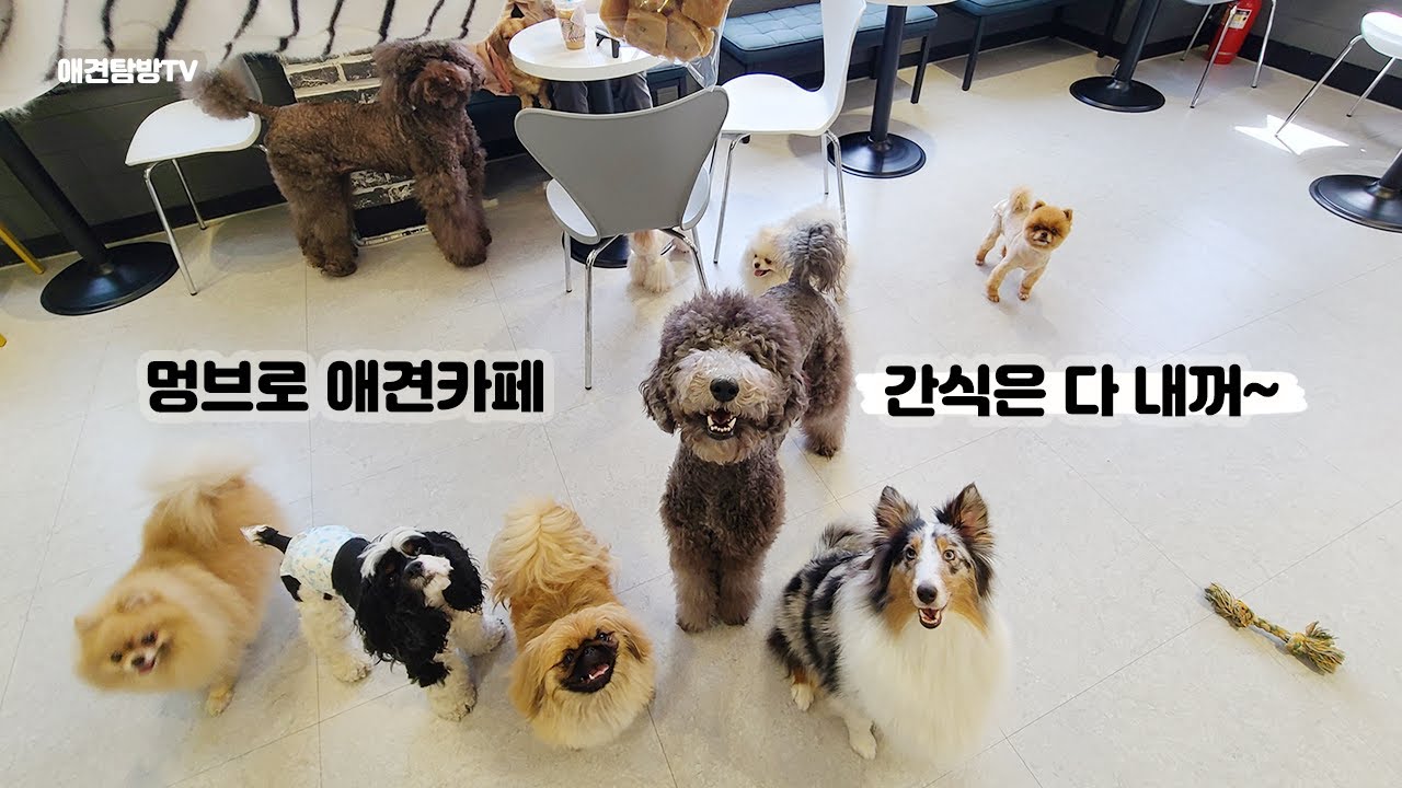 성남애견카페 멍브로 서열1위 스탠다드푸들(Standard Poodle dog cafe)