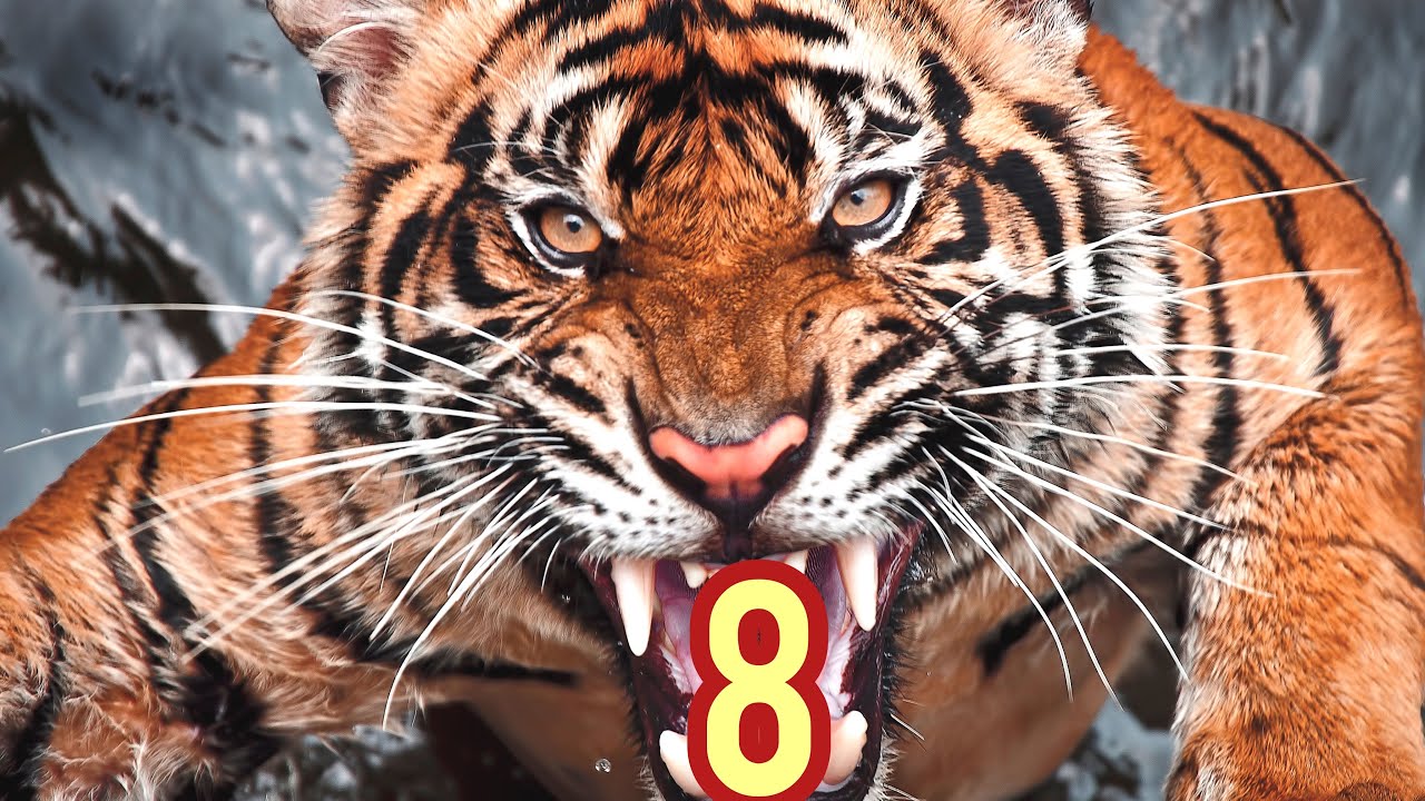 Tiger Kung fu for Beginners l Self Defense | tiger vs Leopard