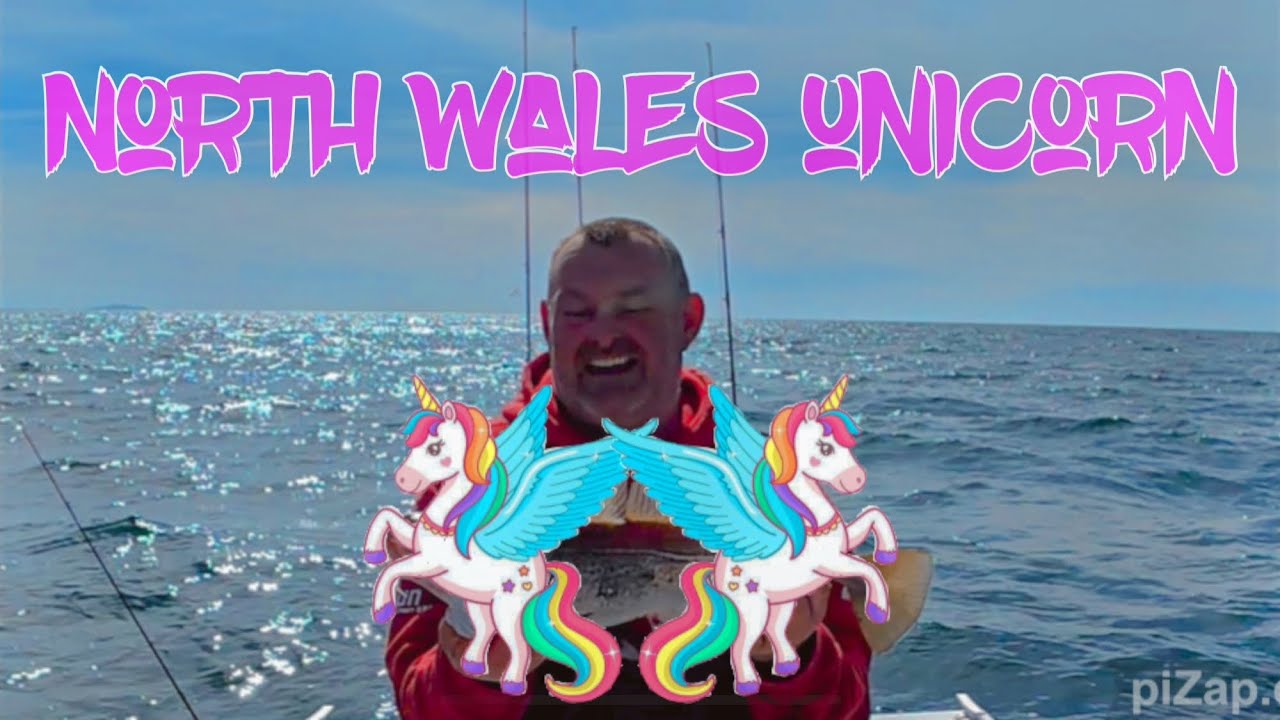I caught a north wales unicorn , uk sea fishing, north wales sea fishing