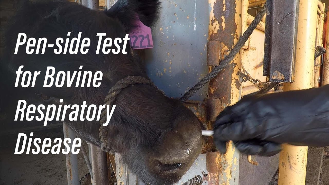 Pen-side Test for Bovine Respiratory Disease