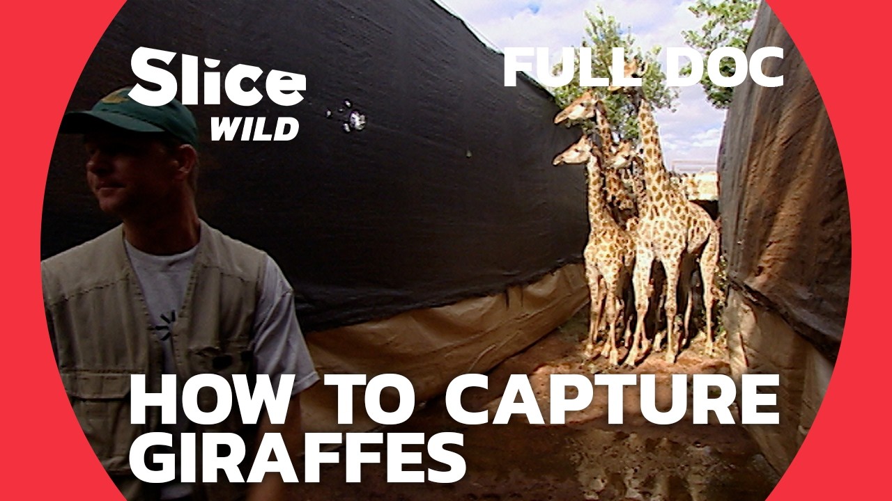 Spectacular Escape: Giraffes on the Run Captured by Helicopter | SLICE WILD | FULL DOC