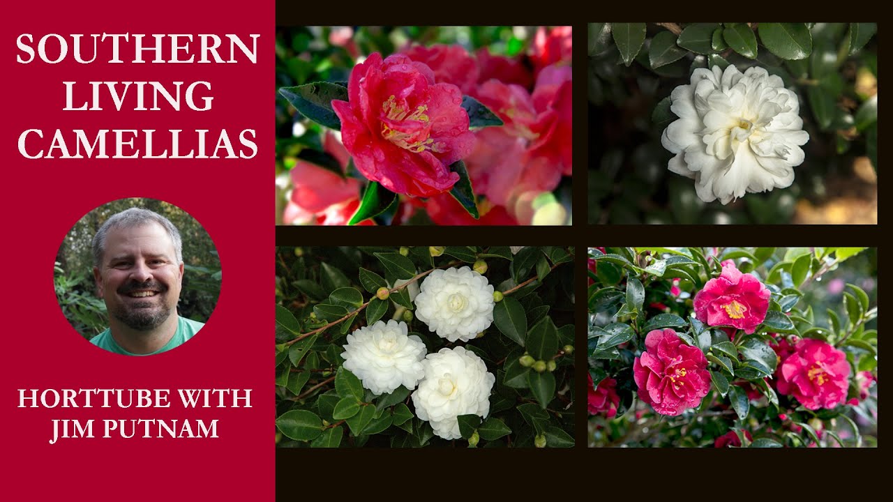 🌺Southern Living Plant Collection Camellias