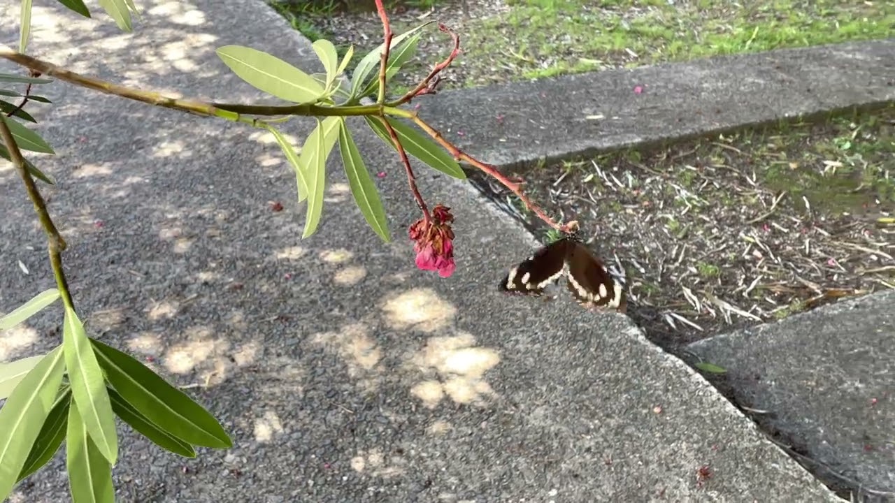 Common Australian Crow Butterfly (Euploea core ssp. corinna) (2023-02-04)