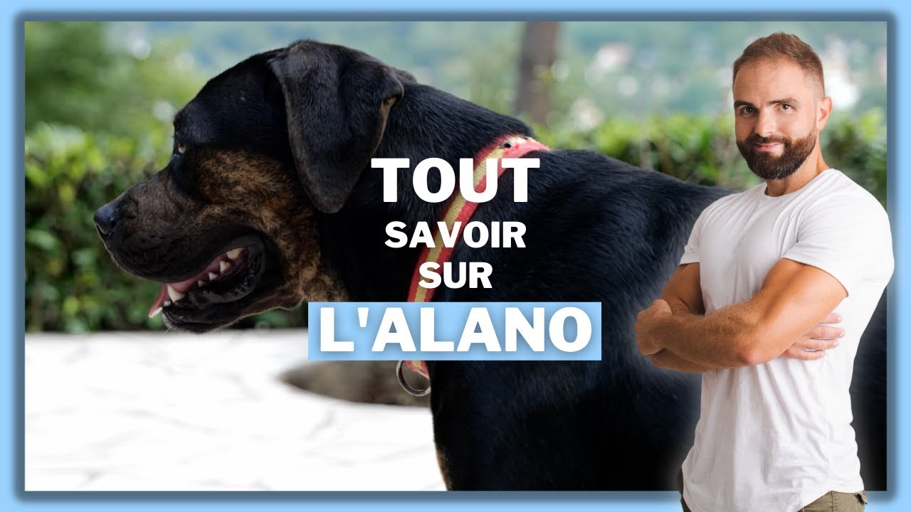 Race de chien Alano !