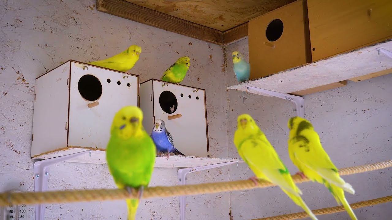 1 Hour of Budgies in the morning enjoying Summer