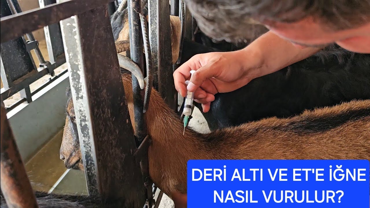 Hayvanlarda Deri Altı Ve Et'e İğne Nasıl Vurulur?