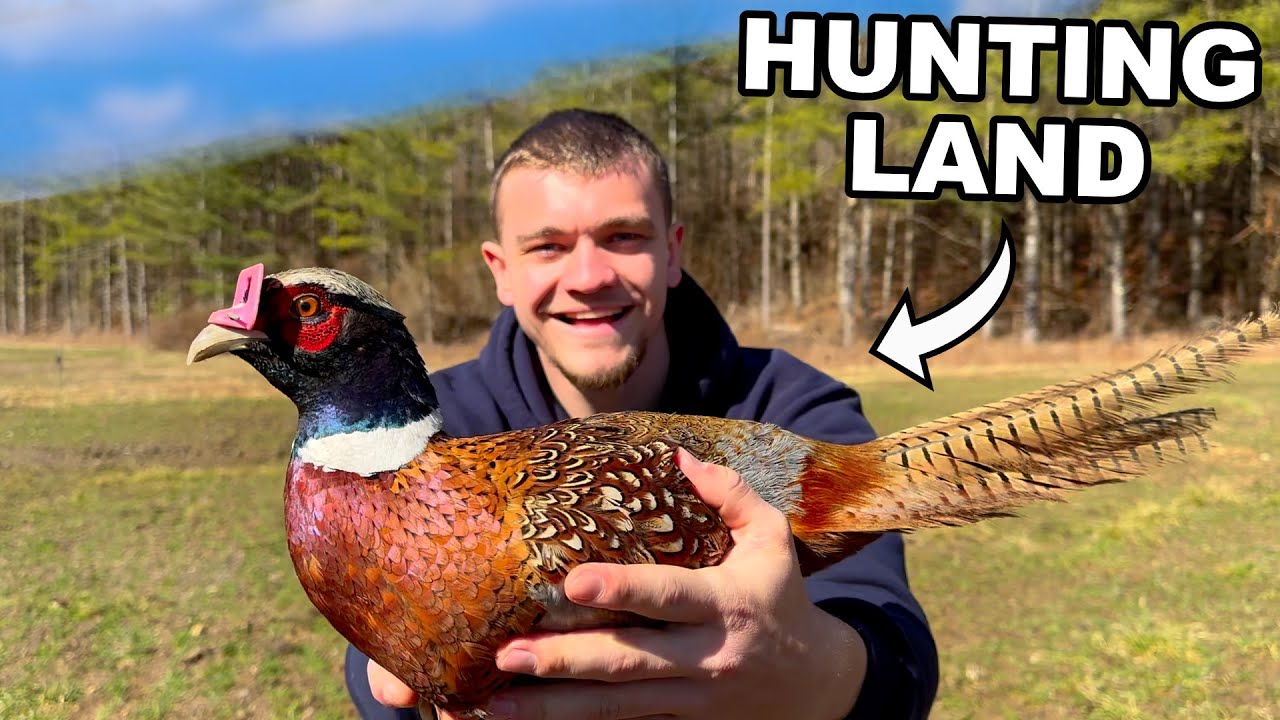 Stocking Pheasants onto My Hunting Land!