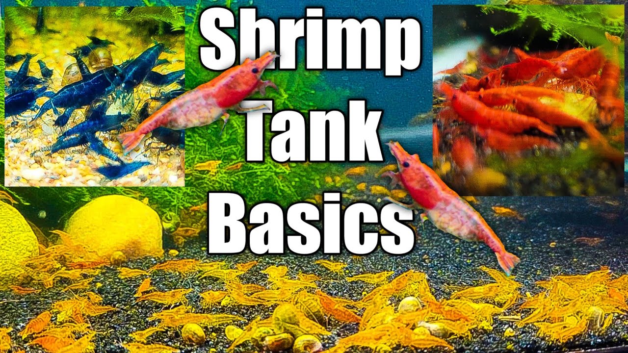 Shrimp Tank Basics You NEED to Know