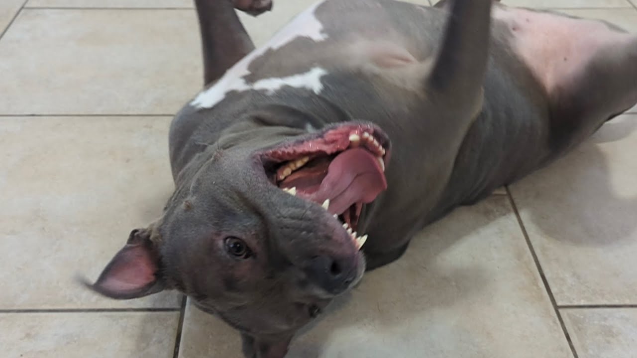 Grandma Surprise Visit! Pitbulls Lose Their Mind When Grandma Shows Up In Las Vegas! 