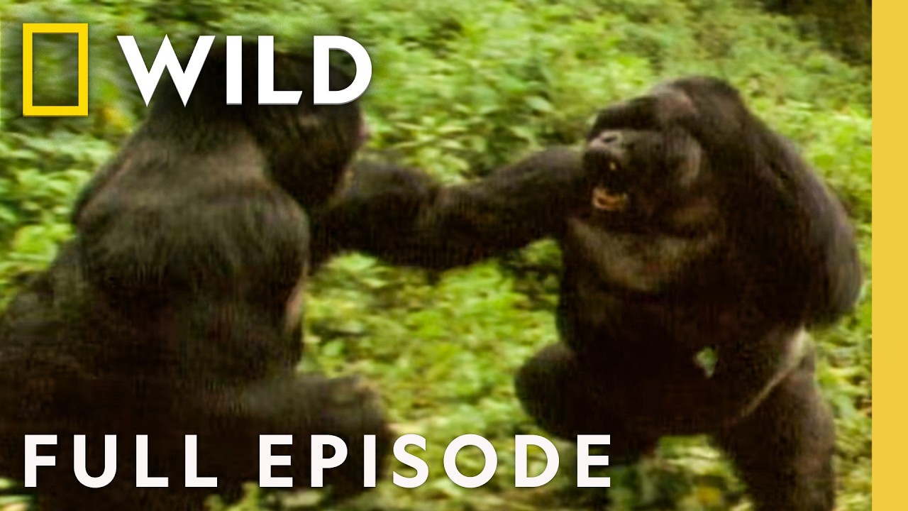 Plan of Attack (Full Episode) | Animal Fight Night | Nat Geo Animals
