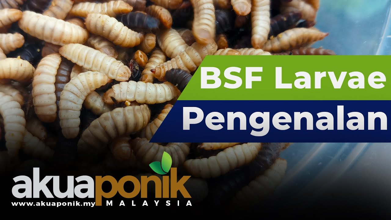 BSF-01 | Cara Menternak Black Soldier Fly Sebagai Makanan Ternakan