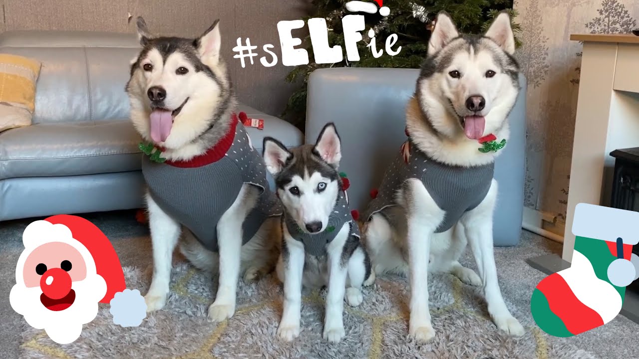 Turning My Huskies Into Christmas Elves!