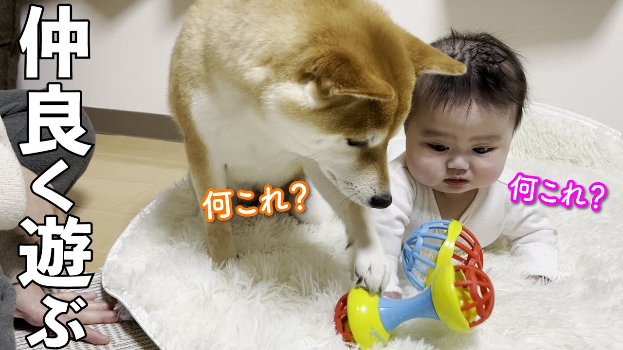 赤ちゃんのおもちゃが気になる柴犬の行動が可愛いw