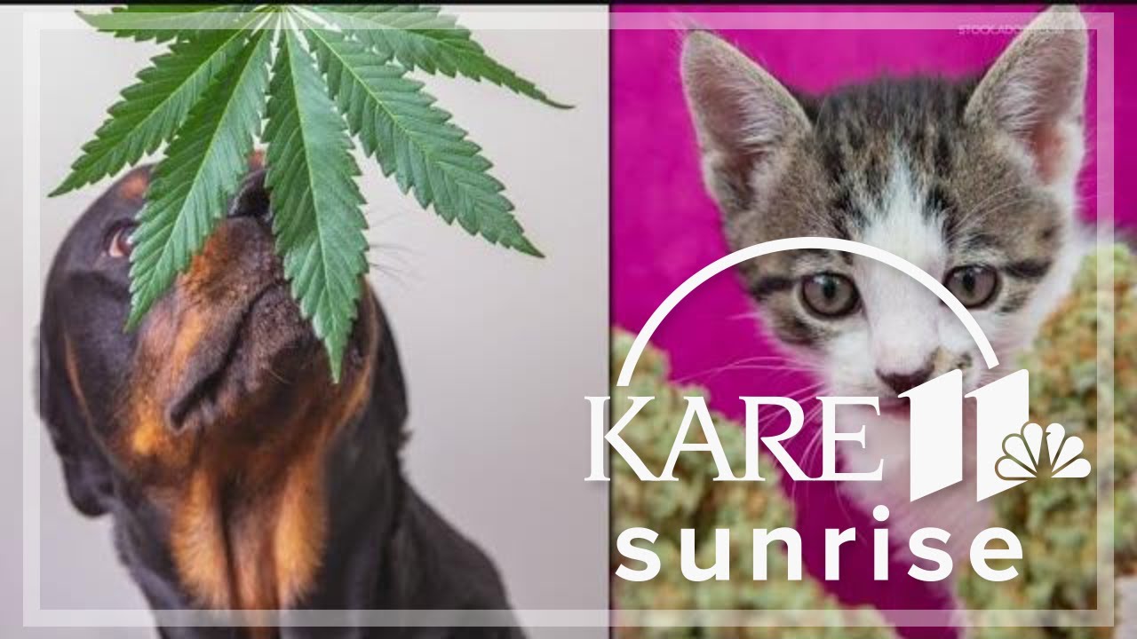 What happens if your pet eats a THC edible or marijuana plant? A vet toxicologist explains