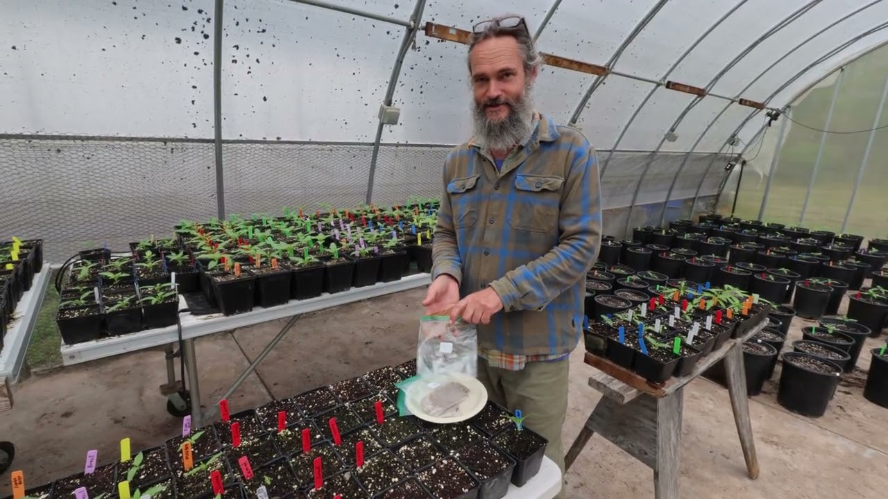 RESURRECTING OLD CANNABIS SEEDS WITH SCARIFICATION - 4/25/25