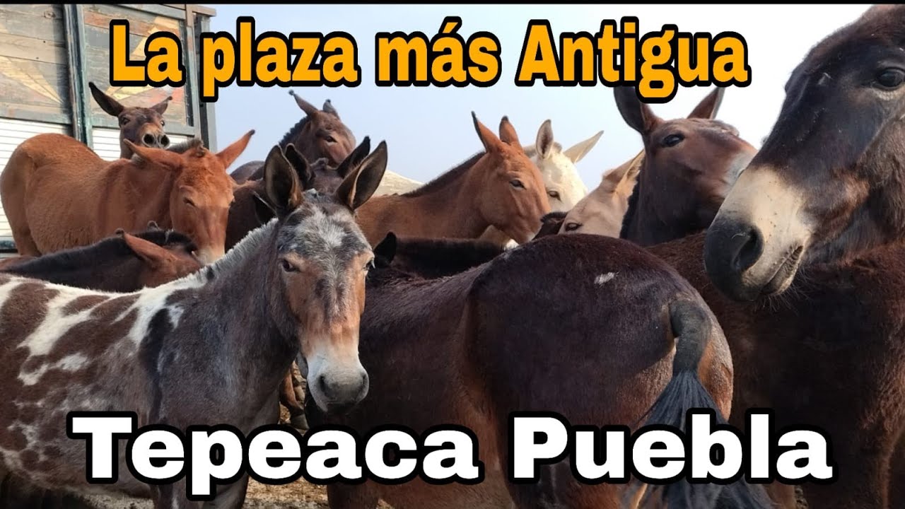 plaza ganadera TEPEACA PUEBLA / CABALLOS -BURROS ,MULAS