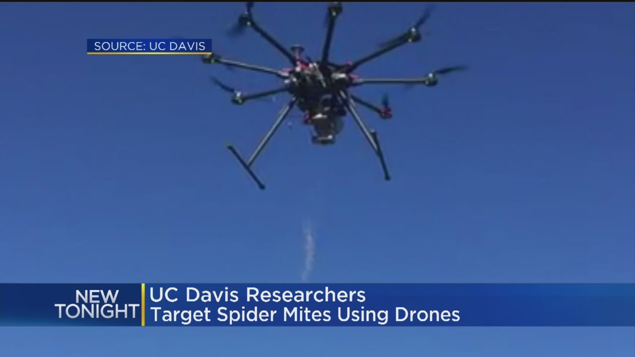 UC Davis Researchers Targeting Spider Mites With Bug Drone Strikes