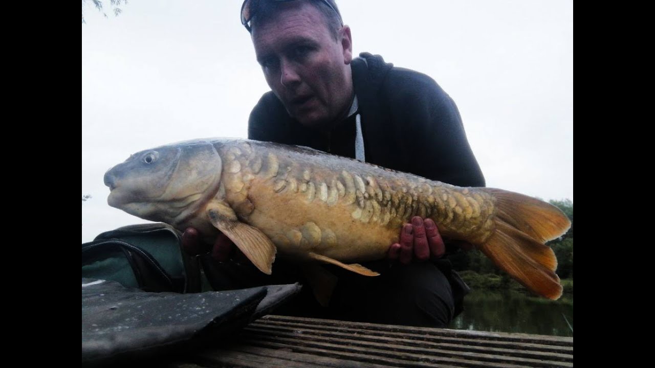 Hard Fighting Carp At Viaduct