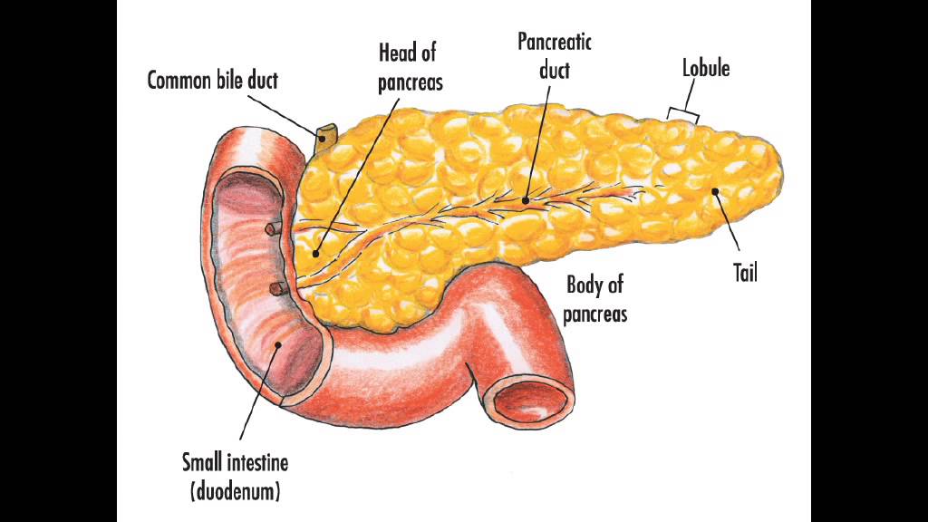 Pancreas (surgical notes for GP)