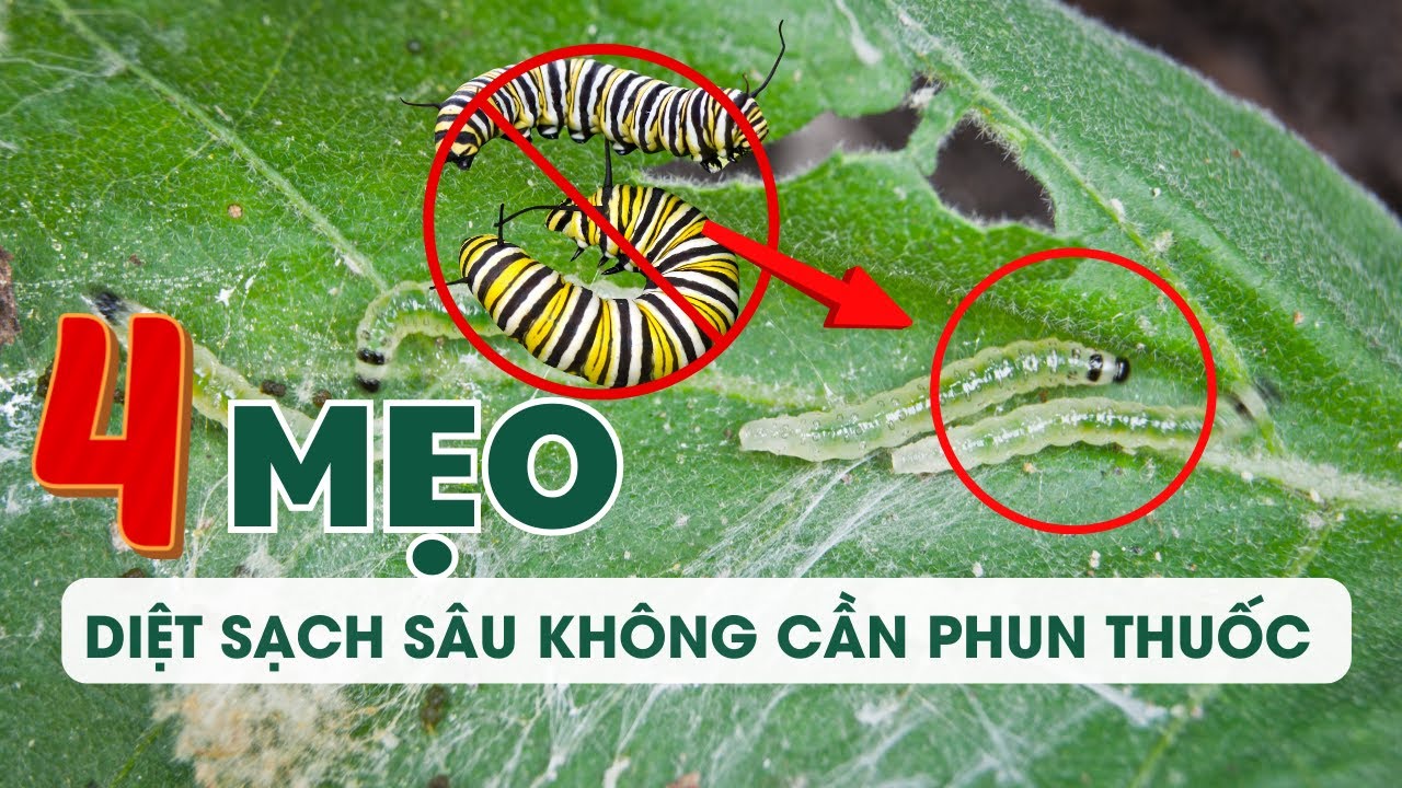Trồng rau không cần dùng tới thuốc trừ sâu nhờ 4 mẹo siêu hay diệt sạch phòng trừ rệp sáp, sâu ăn lá