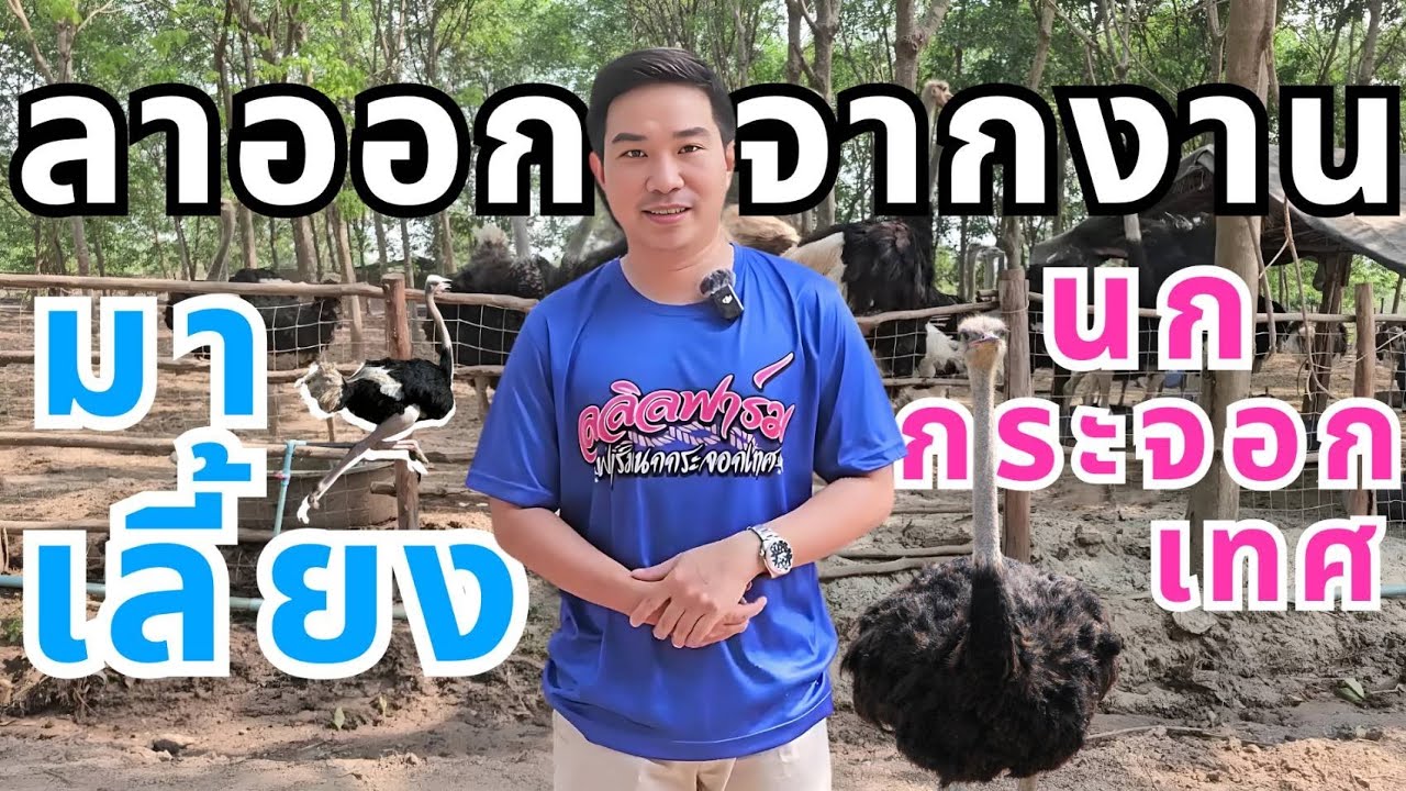 ลาออกจากงานมาเลี้ยง นกกระจอกเทศ กว่า200ตัว