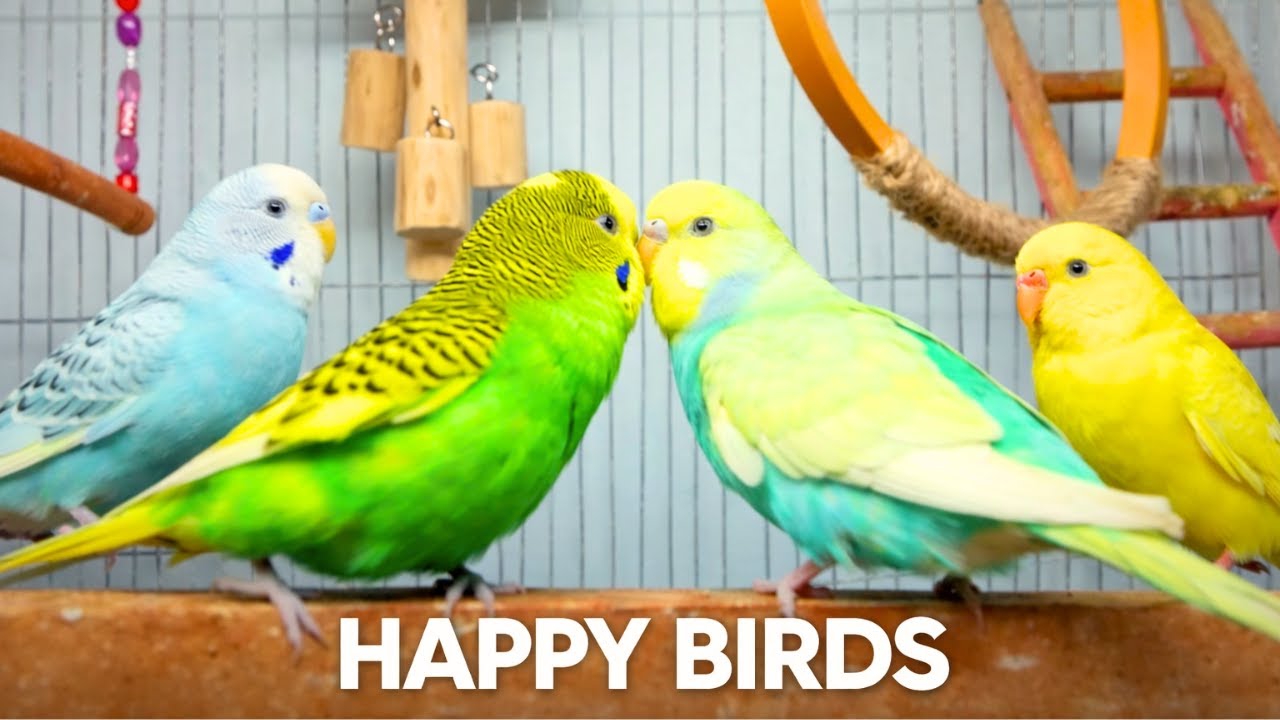 Playful Budgies | Relaxing Bird Video🐦✨ #stressrelief #birdsong