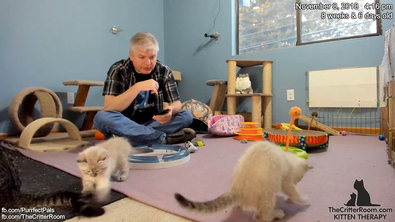 Fantastical Kittens - The Marketing Staff Return