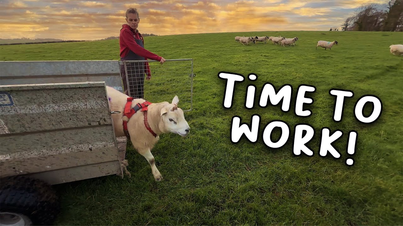 The Rams Go Out!