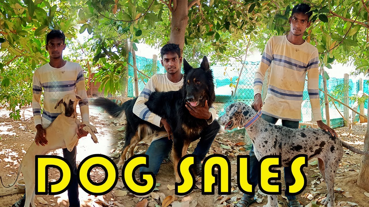Dog for sales | Dog sales in karaikudi | Dog Kennel in Karaikudi | Village Tamizhan