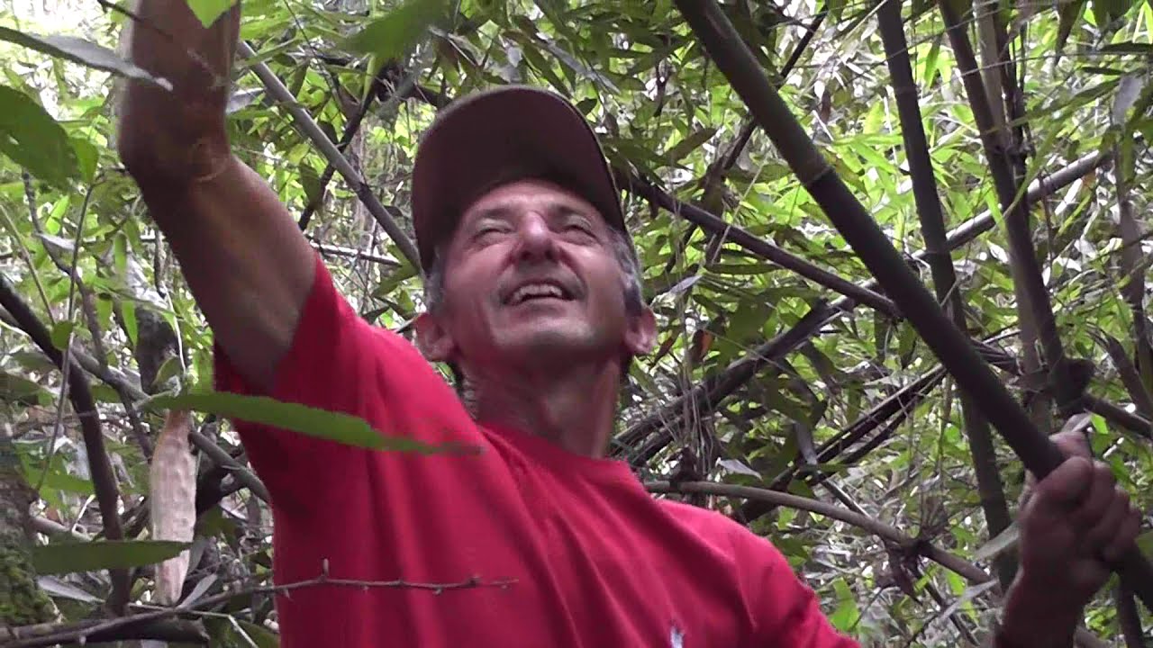 Procurando abelhas nativas na mata com o Sr. Carlinhos