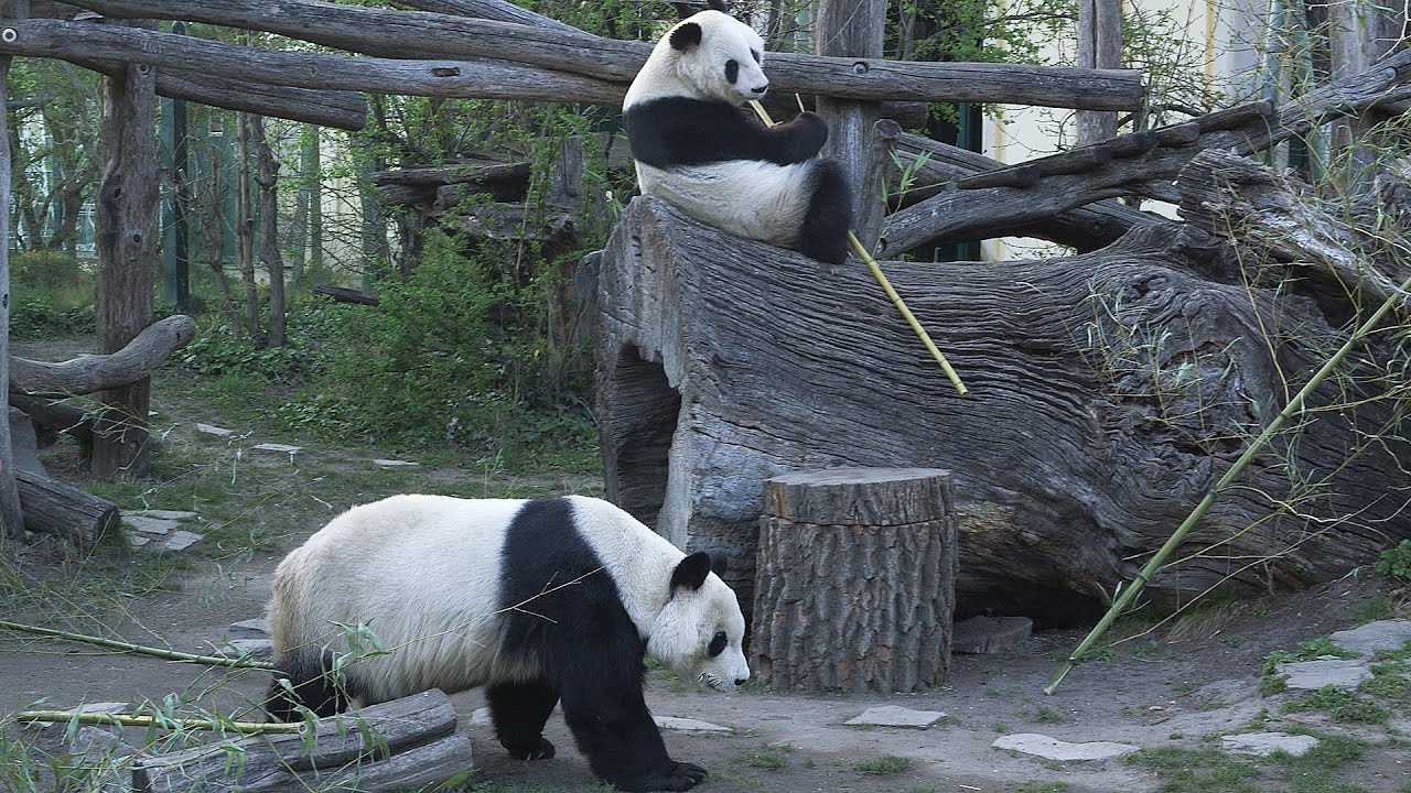 Paarungszeit der Großen Pandas im Tiergarten Schönbrunn I Giant Panda mating season at Vienna Zoo