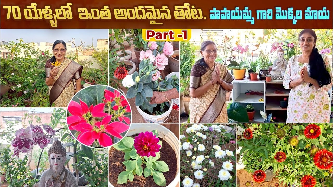 Rare Plants & Orchids Collection at 70 Years | Inspiring Garden  #kalyaninewspresenter #viral 