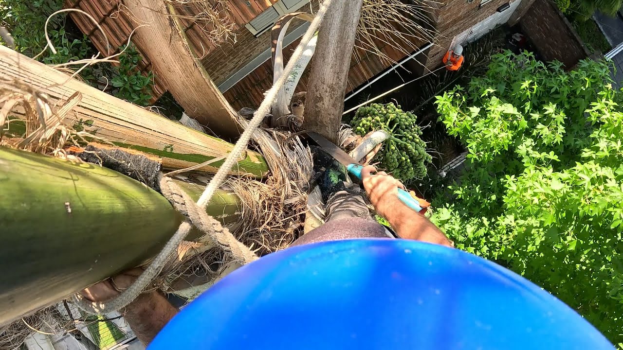 Poda de palmera en altura 🌴 San Isidro|  Trabajo profesional – DELTA PODAS