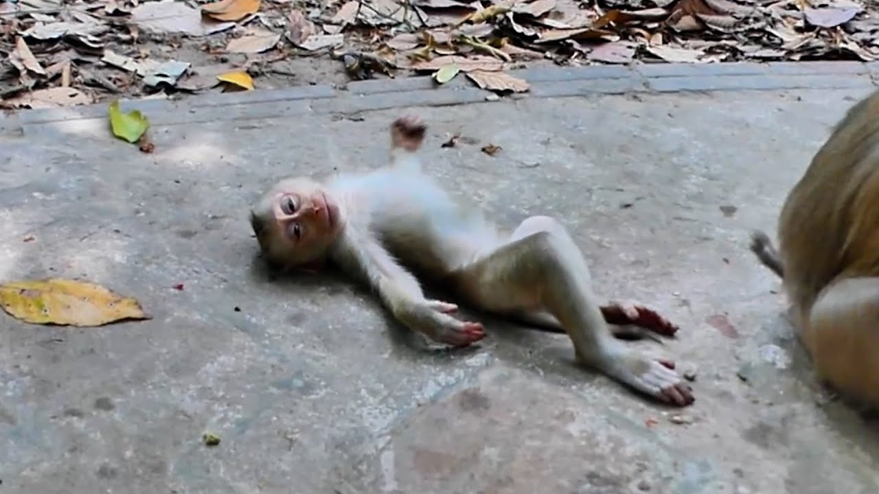 Reaction Jacee when stay around Her Mom Joyce in wild !