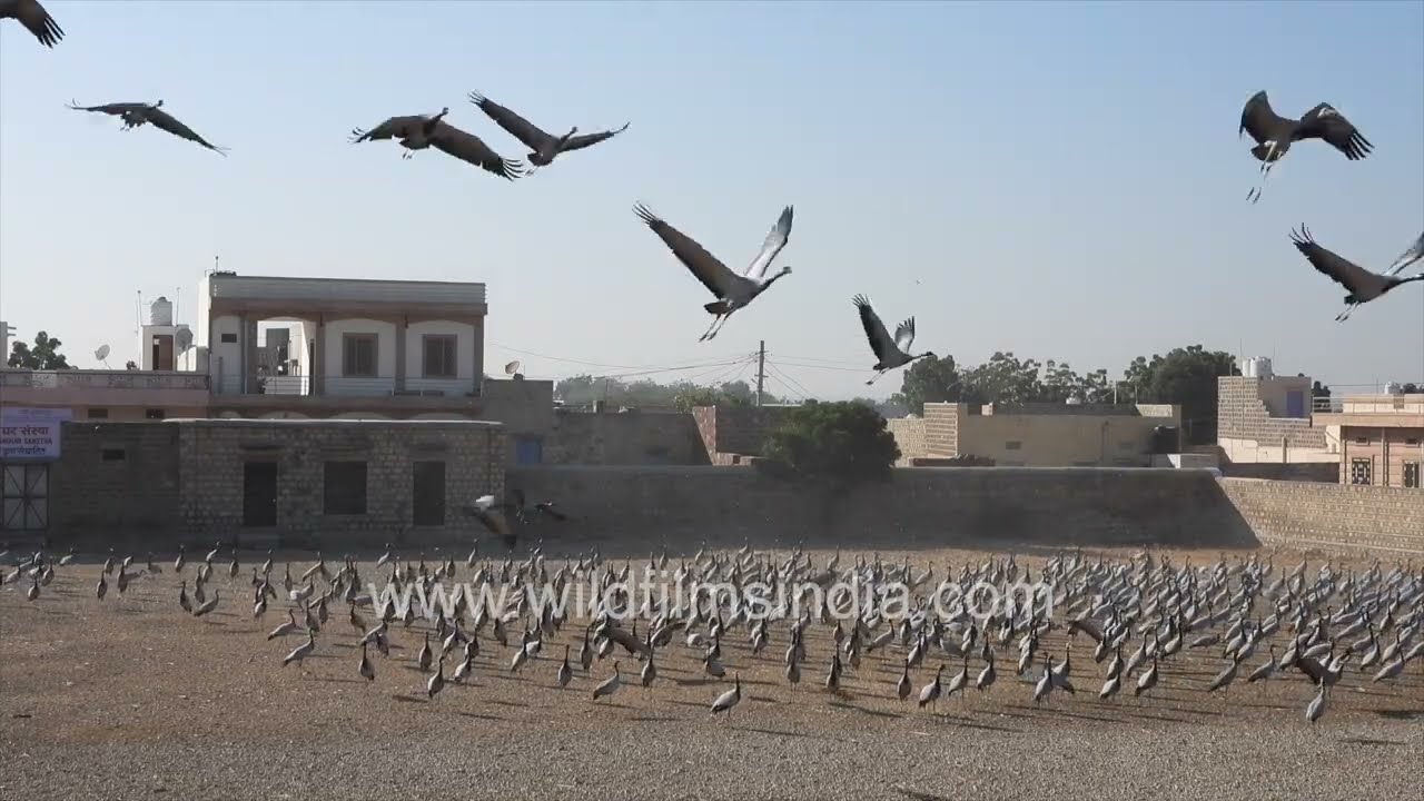 Wild Demoiselle cranes feed, call and take flight at Khichan