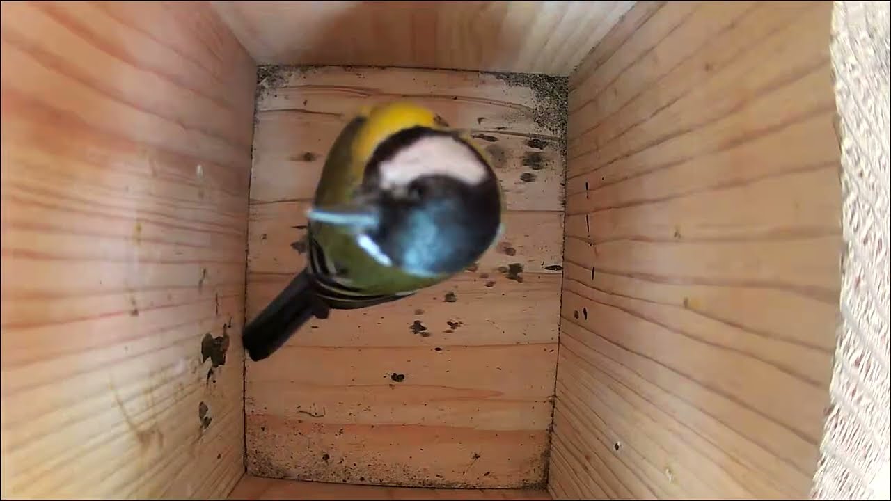 Great tits enter nest box 1