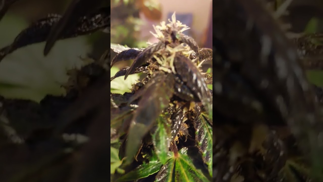 Pink Kush auto 30:1 cbd