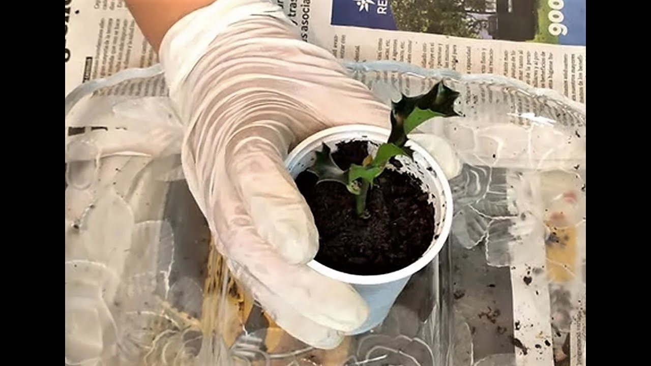 COMO PLANTAR UN ESQUEJE DEL ACEBO