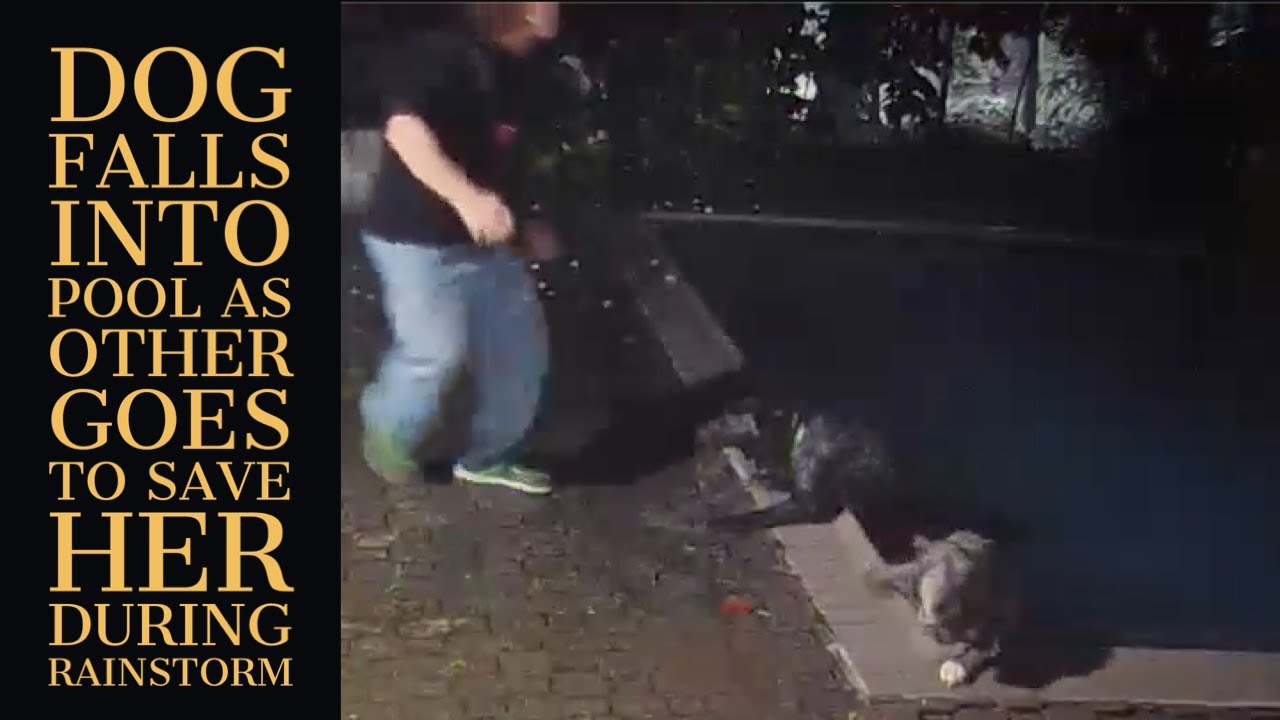 Dogs Falls Into Pool as Other Dog Goes to save Her!