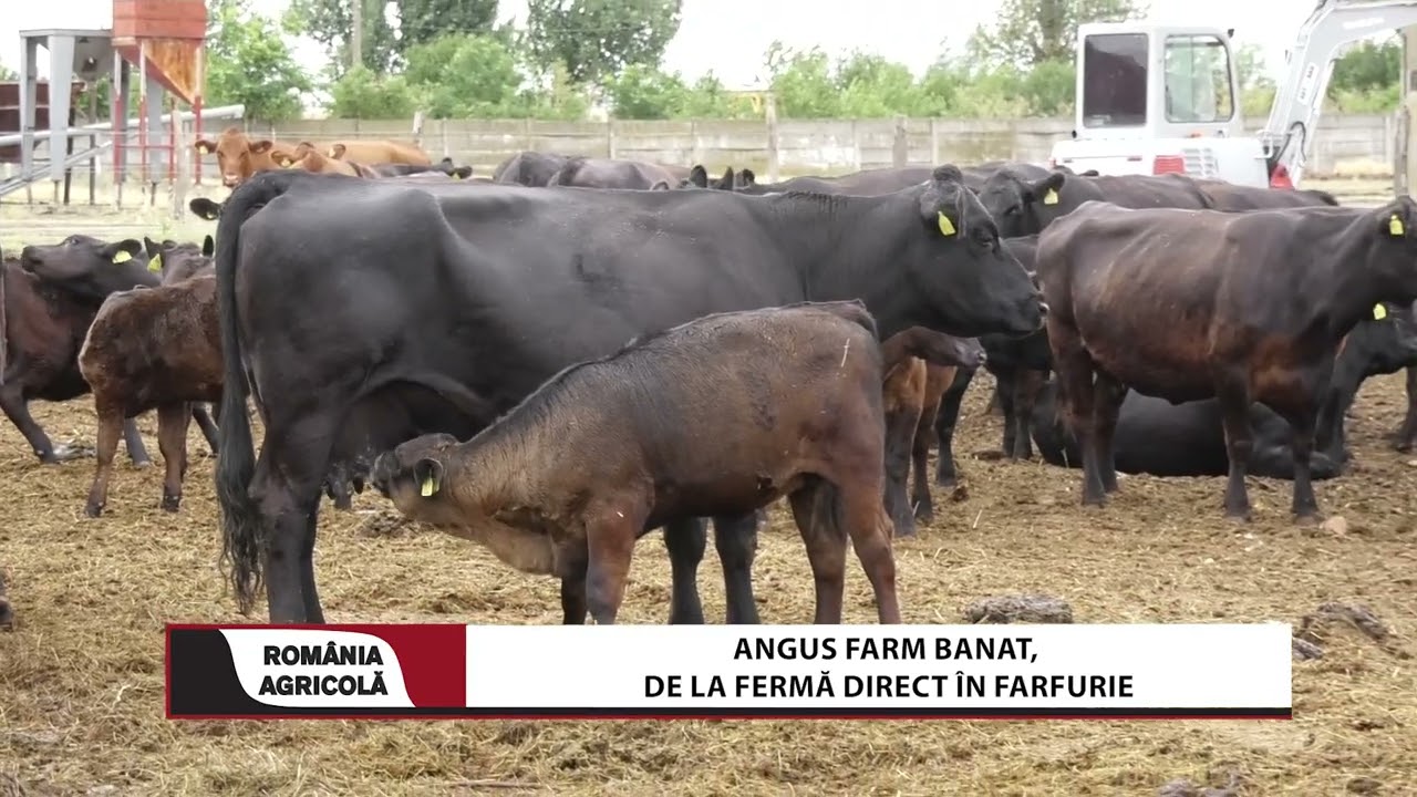 Angus Farm Banat, de la fermă direct în farfurie