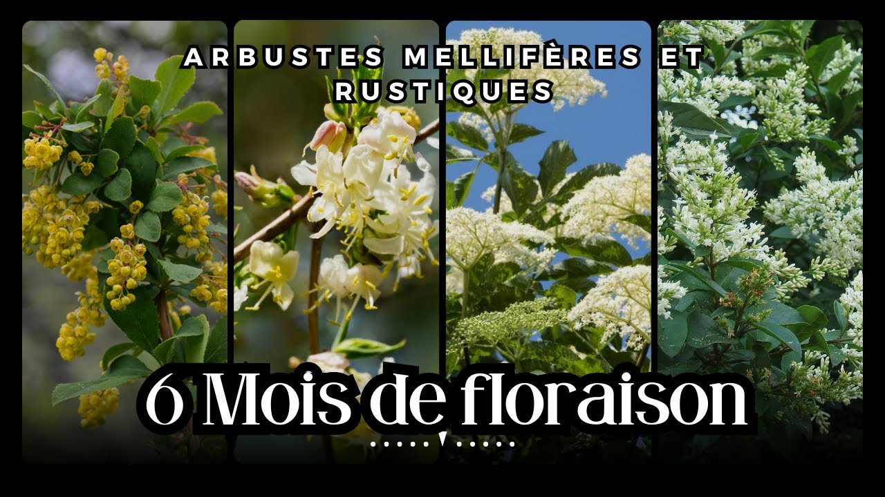 5 ARBUSTES pour une haie qui fleurit 6 MOIS. (Arbustes mellifères)