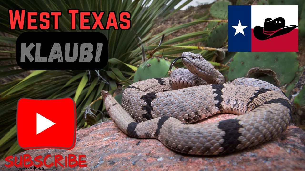 West Texas Banded Rock Rattlesnake!! 🐍😲🏔️