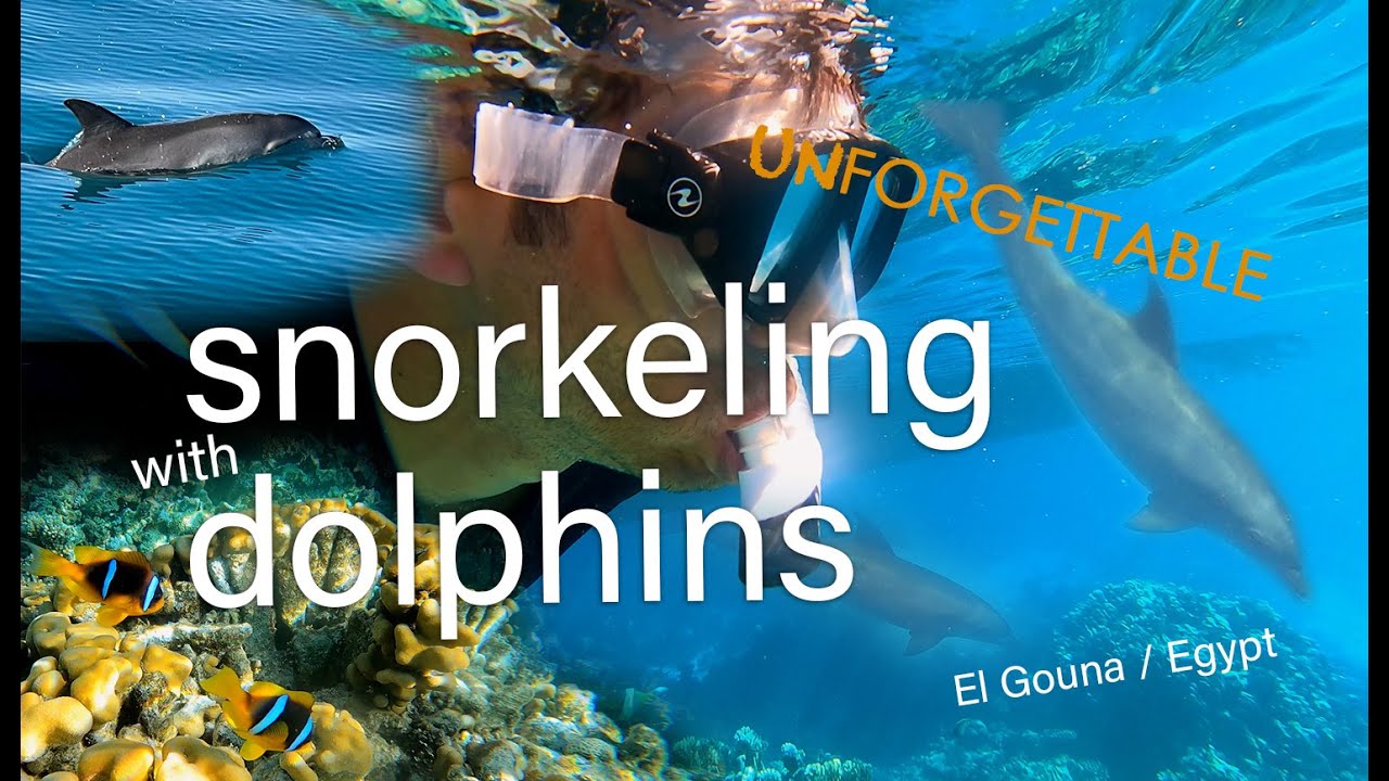 Snorkeling with Dolphins in El Gouna
