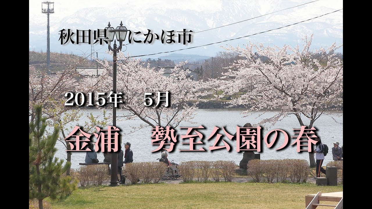 秋田県　にかほ市　2015年　金浦　勢至公園桜満開