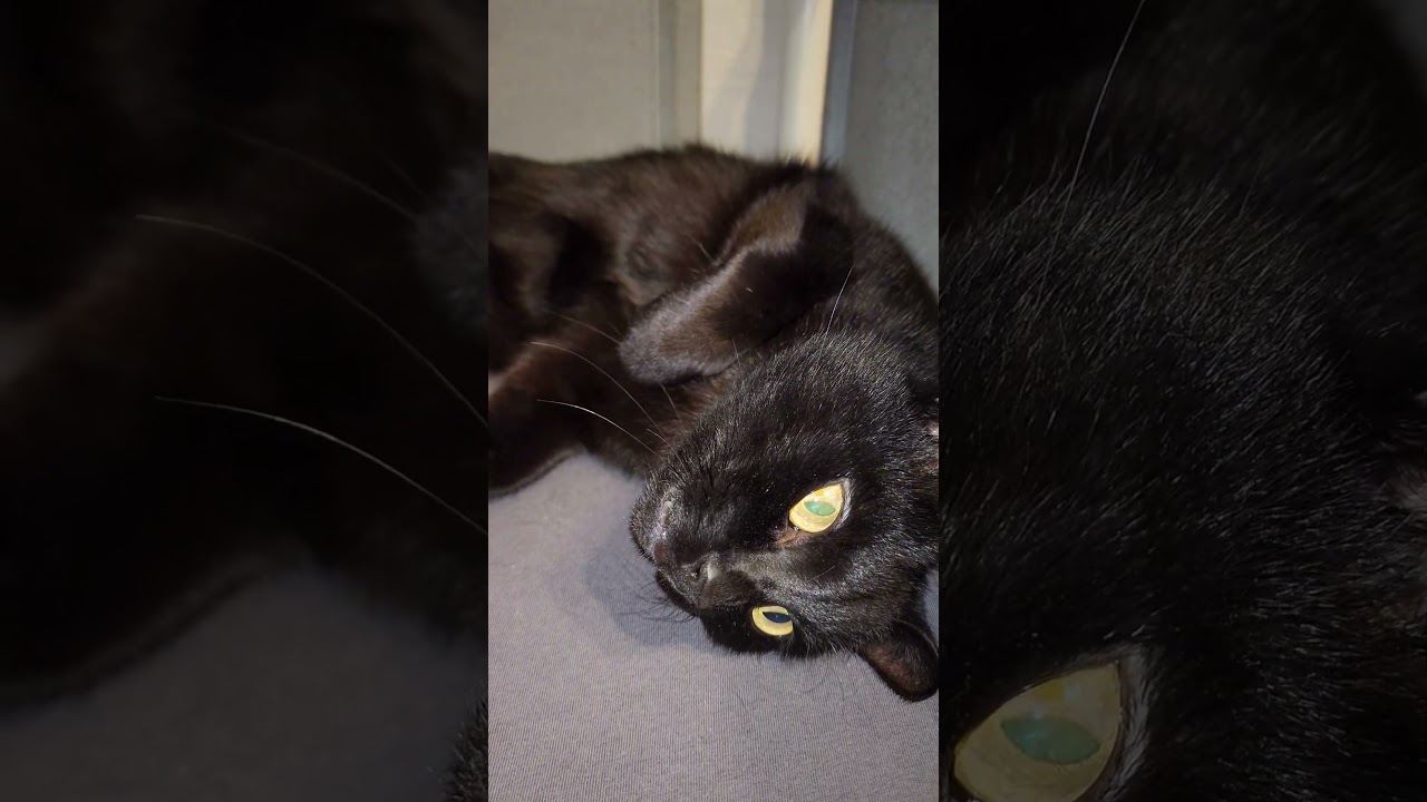 #видосыоткота #веселыекоты #кот котик слушает песенку #cat