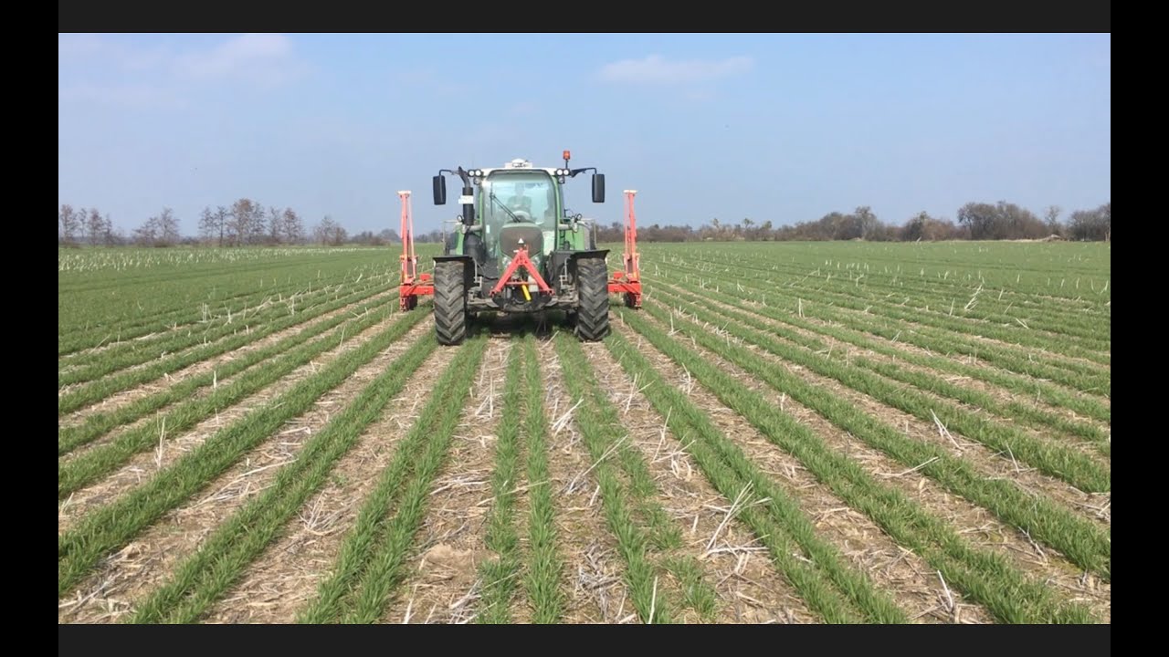 #DirektsaatVlog 15: Relay Cropping Update 21.3.2019 Leguminosen zwischen Weizen
